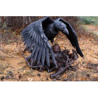 Напольный светильник Ворон Петрасвет S4012